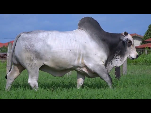 Lote 11   Leilão Virtual Fazenda Pau D’Alho