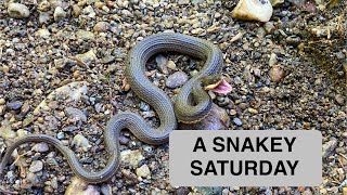 A Snakey Saturday!