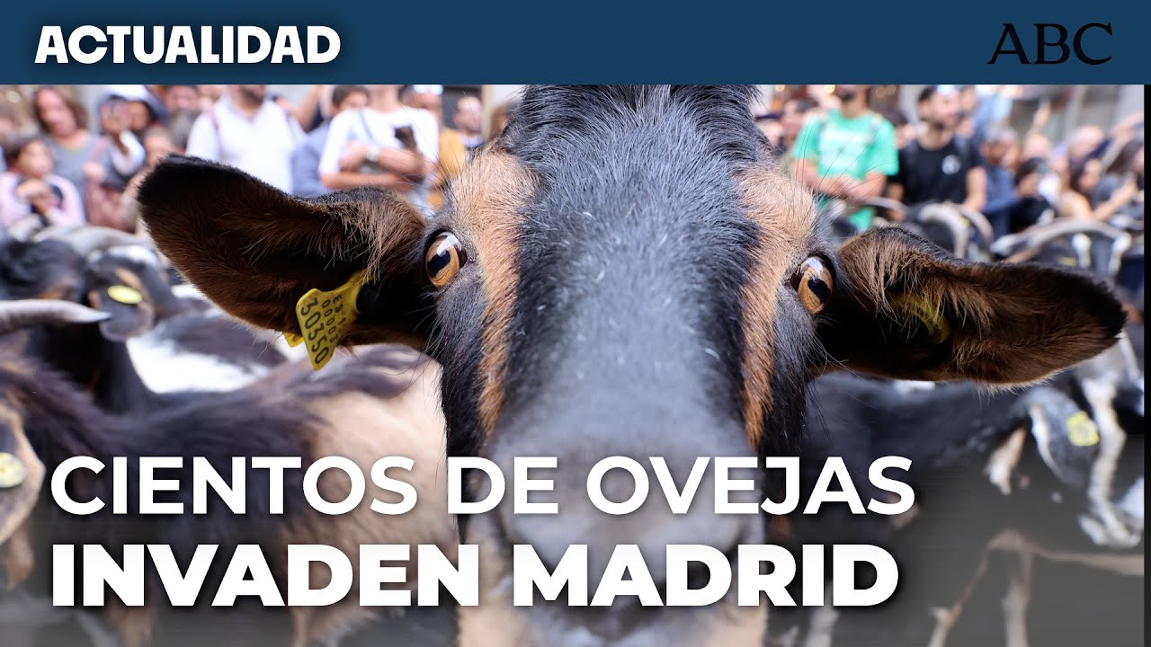 “La FIESTA DE LA TRASHUMANCIA 2025: el día en que el campo invade Madrid