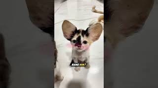 is this a normal ear size for a tiny kitten?