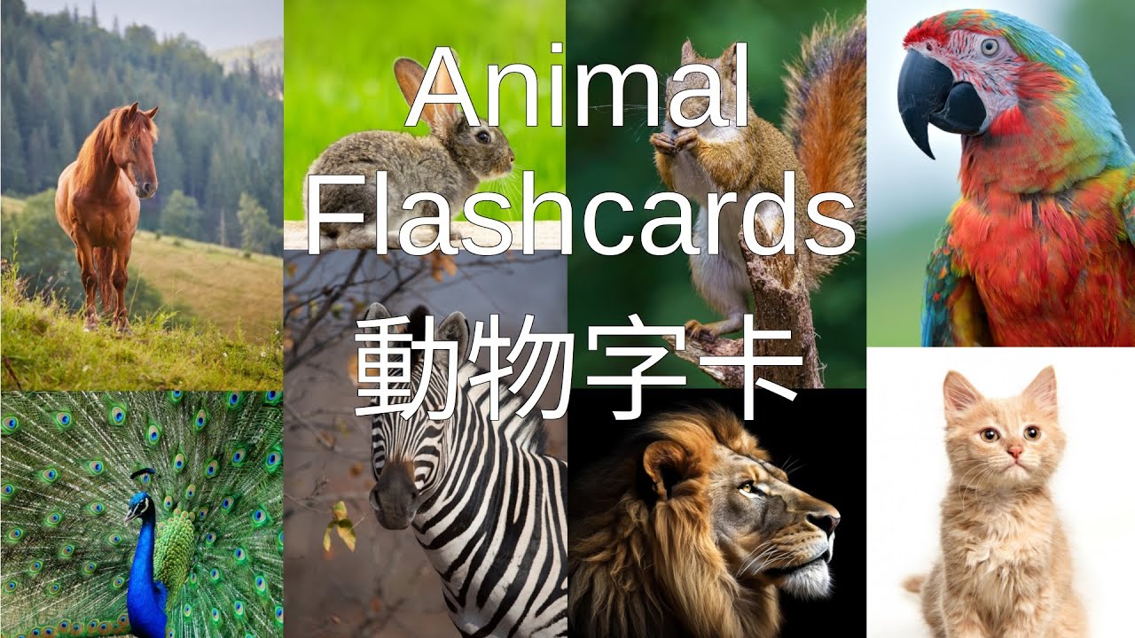 動物字卡 Animal Flashcards 英文/普通話/廣東話
