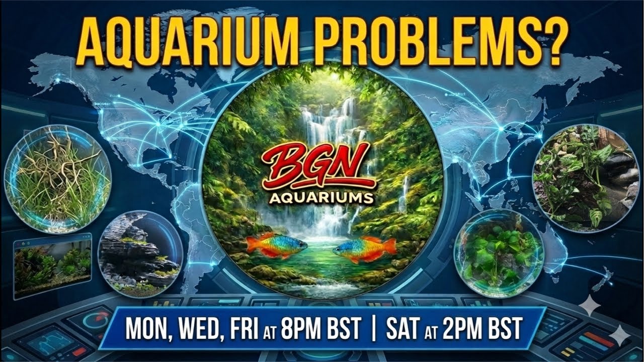 BGN Aquariums Fishkeeper Club Live