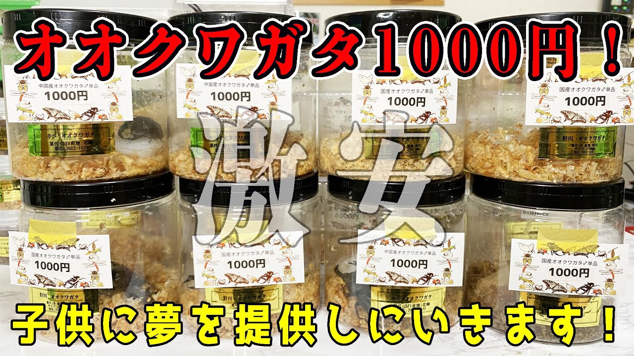 オオクワガタ…激安】関東で開催される昆虫&爬虫類、奇虫などのイベント