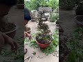 Sung bonsai lên chậu mới cho e nó #short