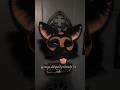 link in bio! #animalmask #fyp #forsale #germanshepherd #therianmask #krypton1tex #alternative #86k