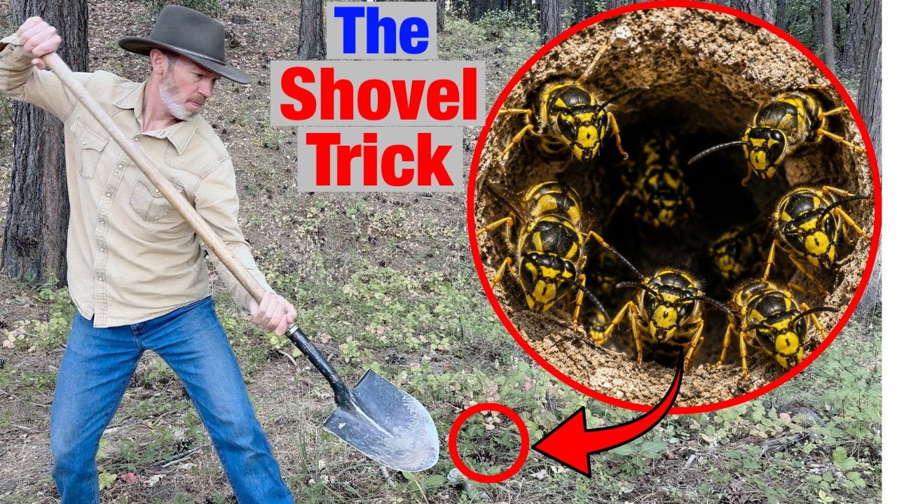 The Dumbest Way to Destroy a Yellowjacket Nest — Transcript
