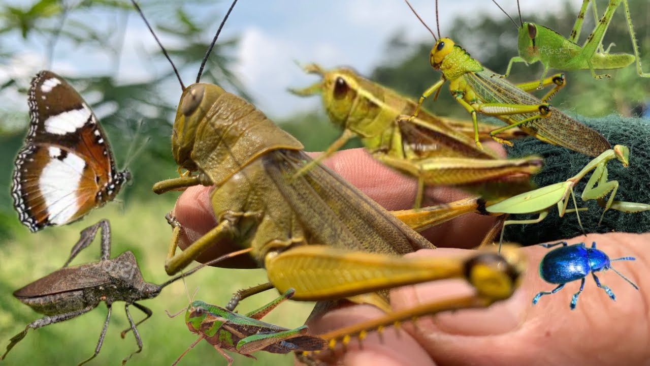 Amazing grasshopper king hunting‼️catching leaf-footed bugs and other insects