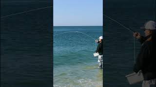 Surf Striped B On The Fly