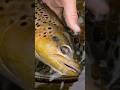 Don’t Overlook This Trout Food Source