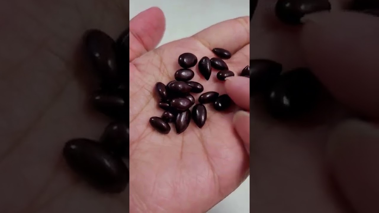 Chocolate coated sunflower seeds | very suitable for sipping to kill time  246