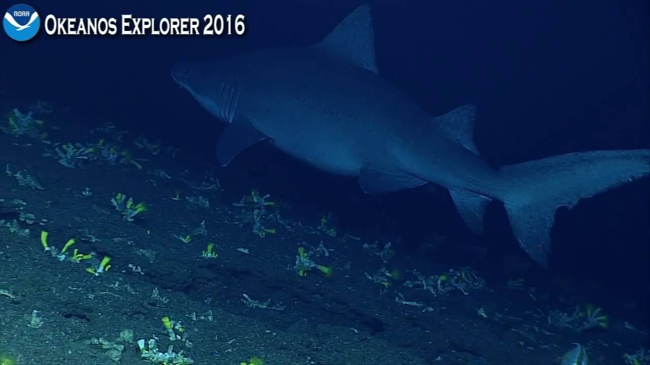 Okeanos Explorer Video Bite: Shark Week 2016 at the Inner Space Center