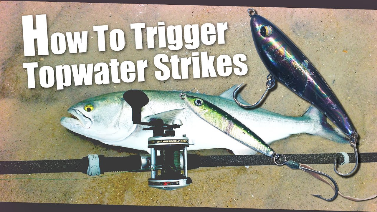 How To Trigger Bluefish Topwater Strikes. Experiment with Megabait and  Salty Freestyler 