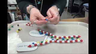 DNA Replication   Pop Bead Example Video