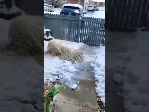 Комондор(венгерская овчарка) #animals #dog