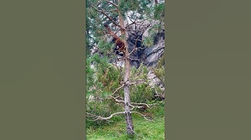 The elusive RED PANDA effortlessly climbing down a tree