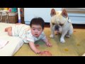 フレンチブルドッグのミルコ #184 妹のボールは横取りしないよ