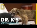 Raja the Rowdy Kinkajou | Dr. K's Exotic Animal ER