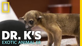 Raja the Rowdy Kinkajou | Dr. K's Exotic Animal ER