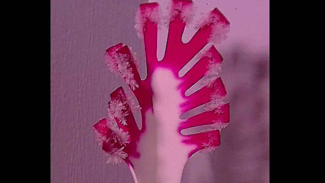 Time Lapse of Crystal Growing Tree