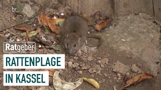 Rattenprobleme in Stadtteilen von Kassel I Die Ratgeber