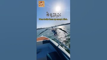 أَلَمْ يَرَوْا إِلَى الطَّيْرِ مُسَخَّرَاتٍ فِي جَوِّ السَّمَاءِ | القارئ: محمد بلعيد