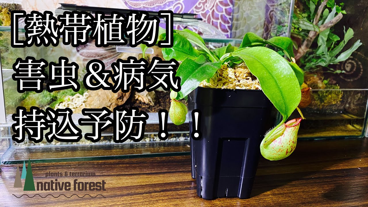 ［熱帯植物］害虫&病気の持込予防！！（おまけ：ネペンテスの紹介）