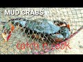 Mud crabs  catch n cook  goan crab masala curry xec xec