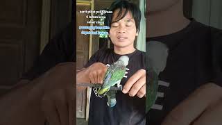 Download Lagu PARIT PIKAT ANDALAN UMUR 6 THN  KITA KENA CAKAR ELANG BUAS SAAT MIKAT OAGI KEMAREN#shorts MP3