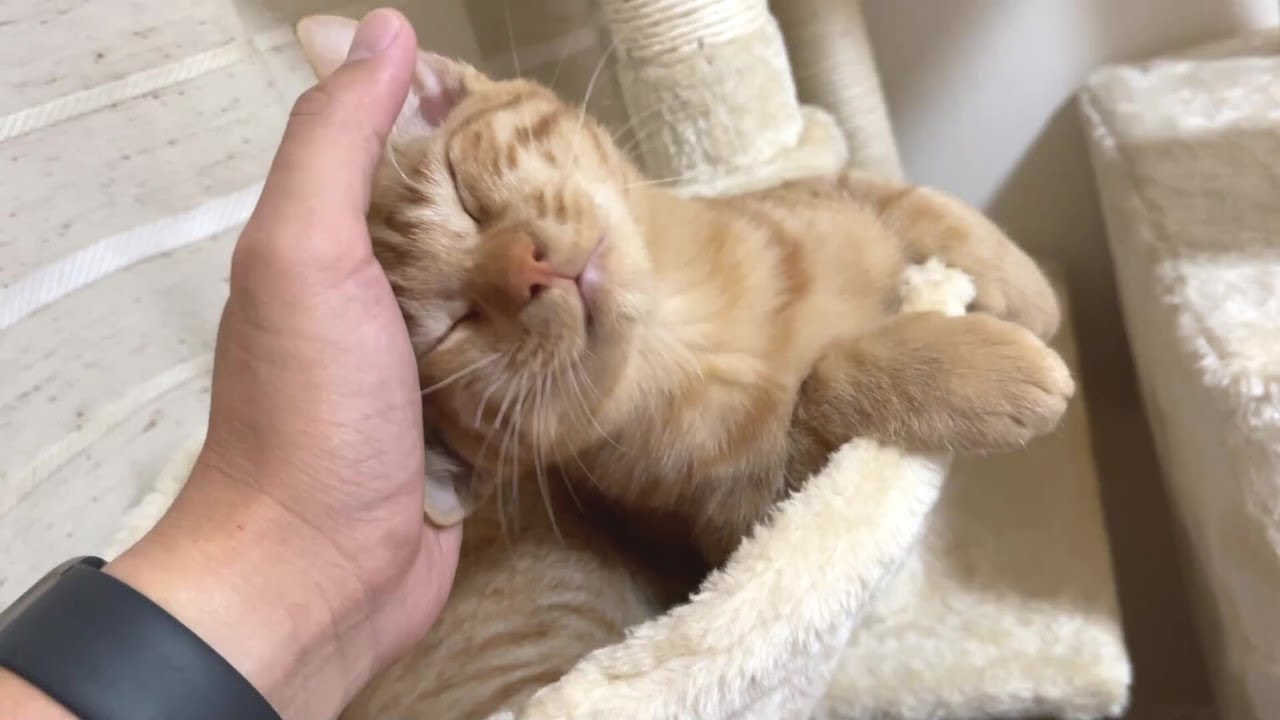 我が家の子猫の寝起きが世界一可愛いと思うんですが Youtube