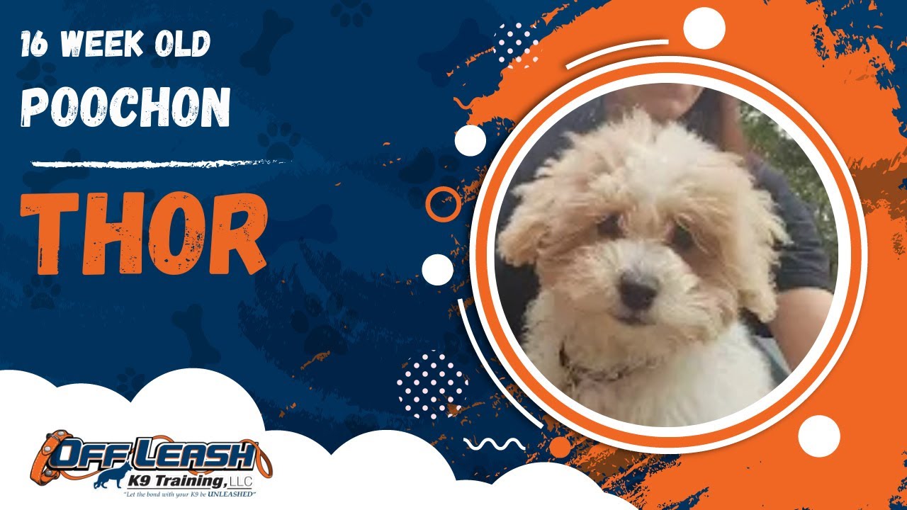Thor | 16 Week Old Poochon | 1 Week Puppy Board & Train | Off Leash K9 Training, Georgia