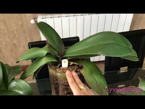 ორქიდეას როგორ უნდა მივცეთ ფოთლებიდან სასუქი. საუბრები დახურულ სისტემაზე. ნიორიანი წყალი (7.12.2018)