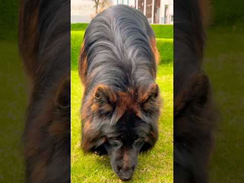 9896504757, 9728011133, 7404011155 #gsd #germanshepheard #doggyzworld