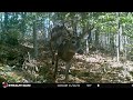 Trail cam at a scrape: Wild things happen in November!