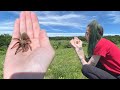 finding WILD TARANTULAS and BLACK WIDOWS!