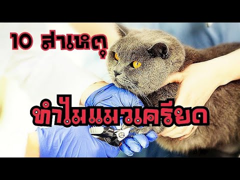 วีดีโอ: คุณเป็นสาเหตุของความเครียดของแมวหรือไม่?
