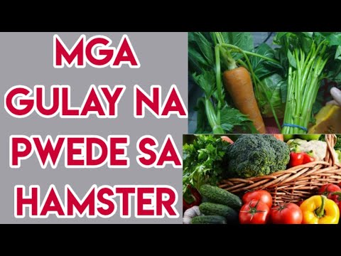 Video: Paano Gumawa ng isang Masayang Guinea Pig Nang Walang Cage: 9 Mga Hakbang