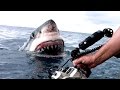 TOP 5 Aterradores Encuentros Con Tiburones Captados En Cámara || TOP 10 VÍDEOS