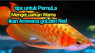 TIPS TO REMOVE GOLDEN RED AROWANA FISH COLOR
