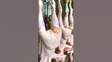 Success Story: 2000BPH Mobile Compact Poultry Line Delivers Excellence