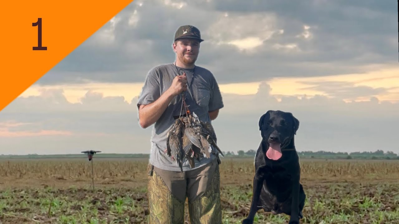 OPENING DAY Solo Dove Hunt - Texas Cut Corn Field