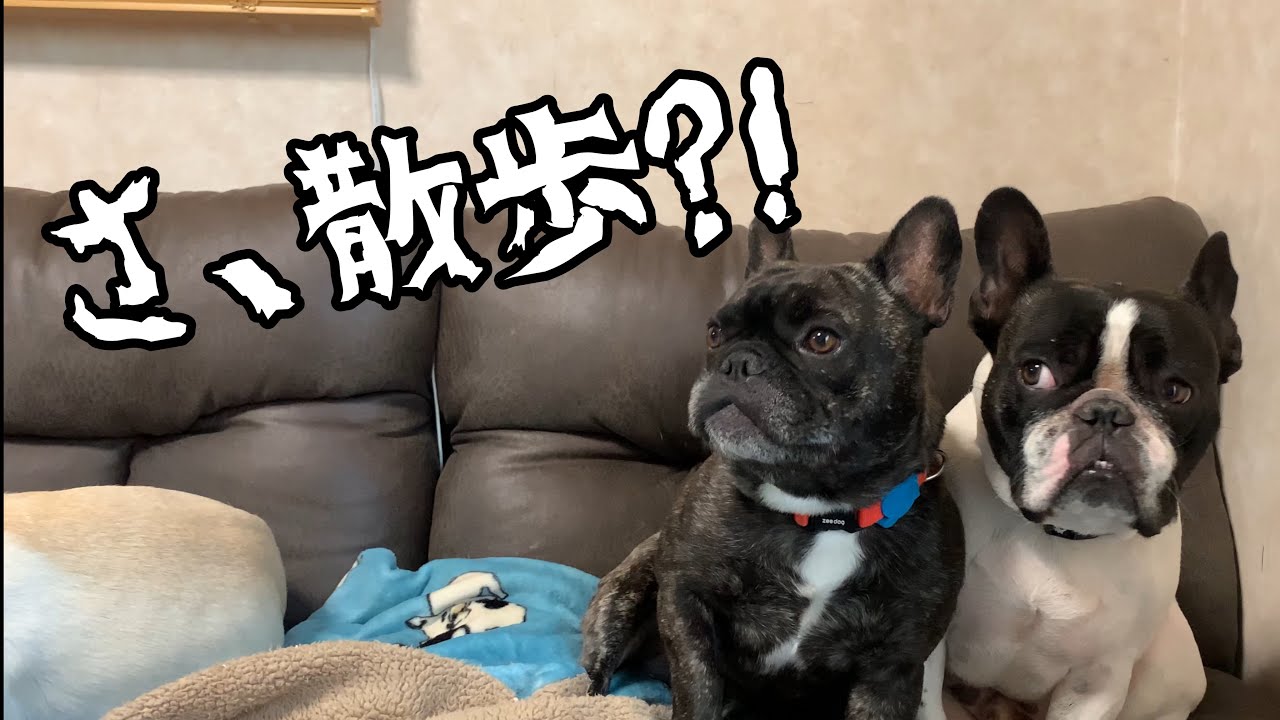 寒いからってあからさますぎじゃない 朝の散歩を嫌がる犬ww Youtube 寒いからってあからさますぎじゃない 朝の散歩を嫌がる犬ww Youtube
