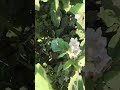 how to grow organic vegetable #farming #organicfood #nature #farming101 #organicagriculture