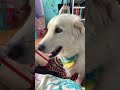 His face was so funny #Cute #Dog #Sound #Adorable #Funny