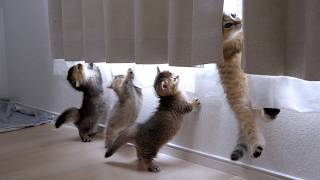 The curtains were so damaged by the kittens that they could never be used again!