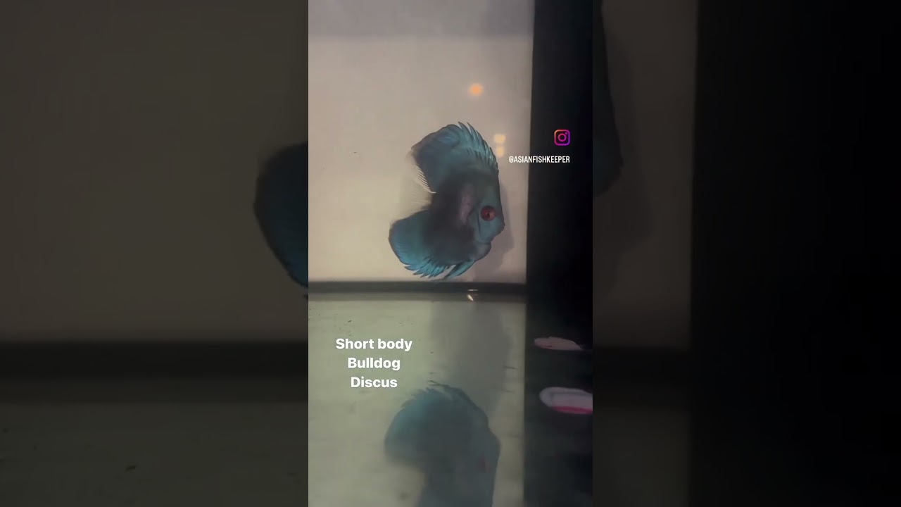 Super rare short body discus - never before seen