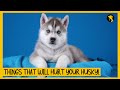 5 Things That Emotionally Hurt Your Siberian Husky