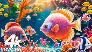 Stunning 4K (ULTRA HD) Underwater Wonders - The Best 4K Sea Animals With Calming Music