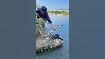 Cá Lớn - bắt Cá Lau Kính mắc kẹt bằng vợt 😱 #khacthuyvlogg