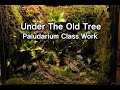 '어느 오래 된 나무 밑둥' 다트프록 팔루다리움 클래스 작품'Under The Old Tree' Dart Frog Paludarium | Class Work