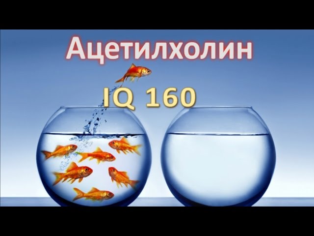 Ацетилхолин, IQ 160